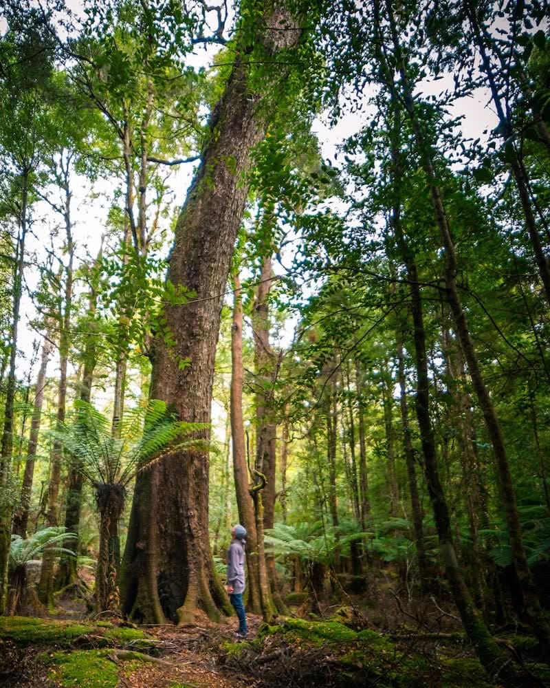 Forest of Natural Greens // Trowutta Arch (TAS) Aidan Cunningham trees forest
