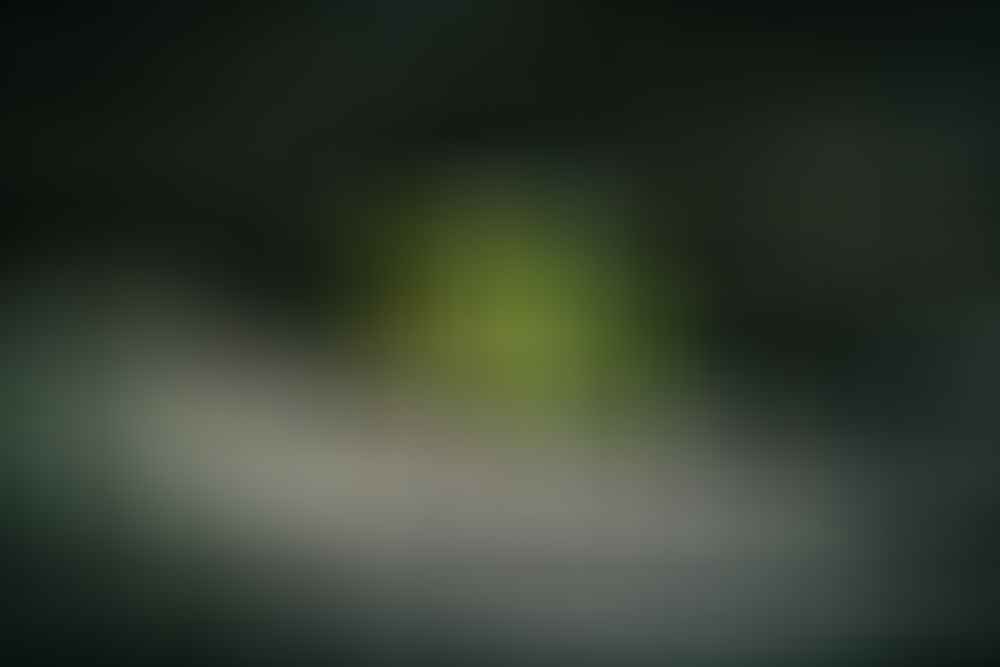 Forest of Natural Greens // Trowutta Arch (TAS) Aidan Cunningham