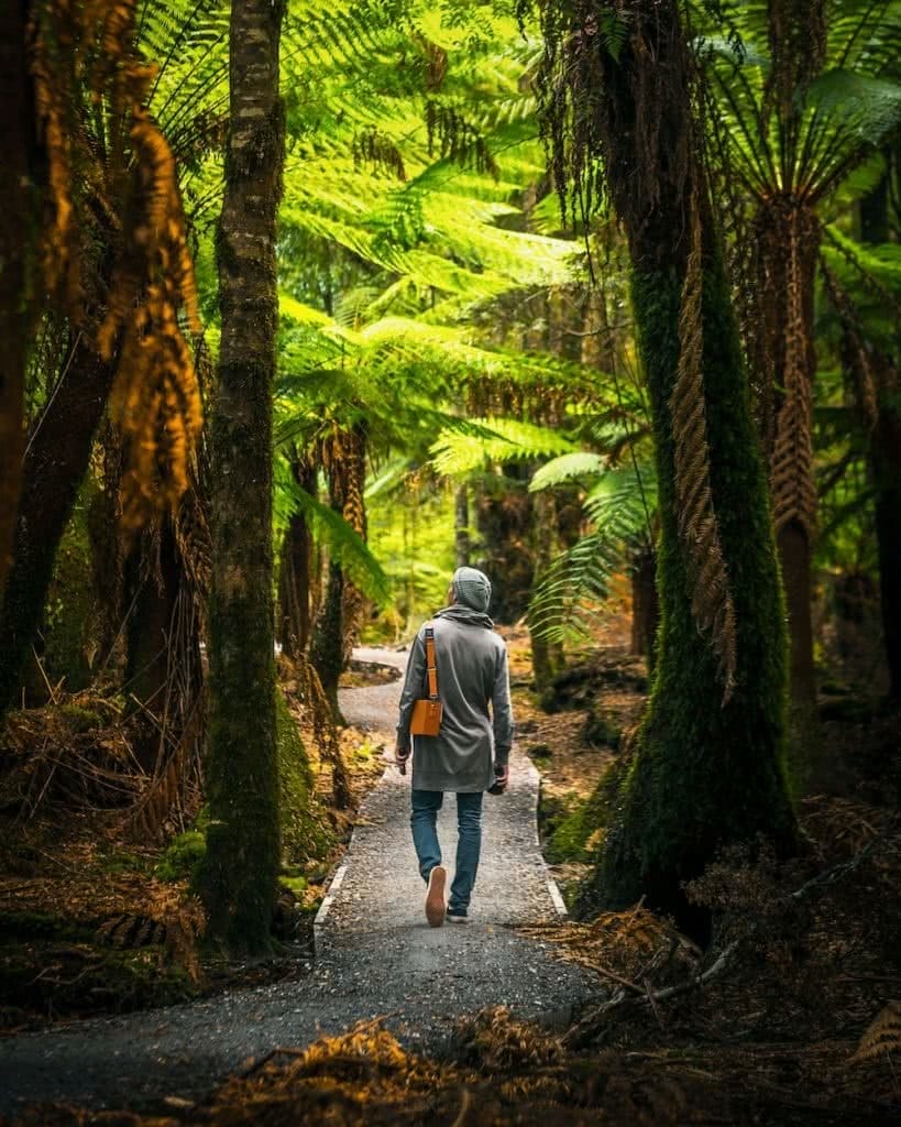 Forest of Natural Greens // Trowutta Arch (TAS) Aidan Cunningham trees ferns hiking
