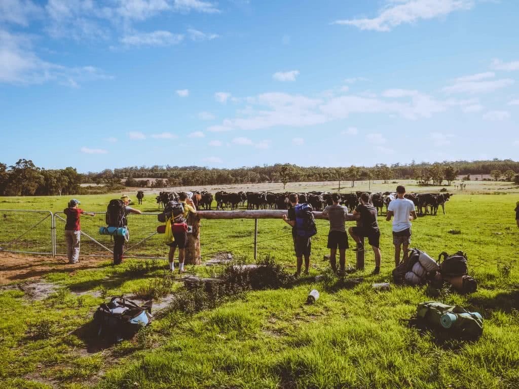 Chris McDiarmid Bibbulmun Track WA Perth field cows crew
