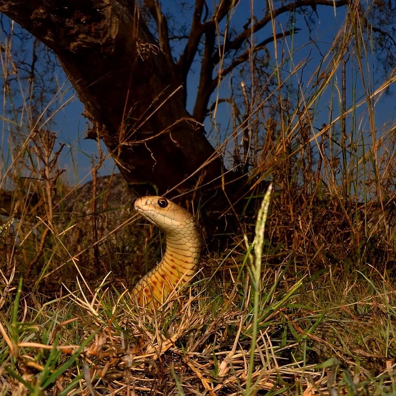 Eastern Brown Snake, Pseudonaja textilis Indiana Madden-Olle reptiles snakes