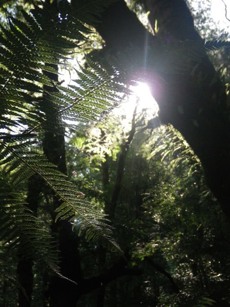 Last Day of Summer, Wirrawilla Rainforest and Myrtle Gully, Toolangi, Victoria, Aidan Kempster, fern, sunlight, flare