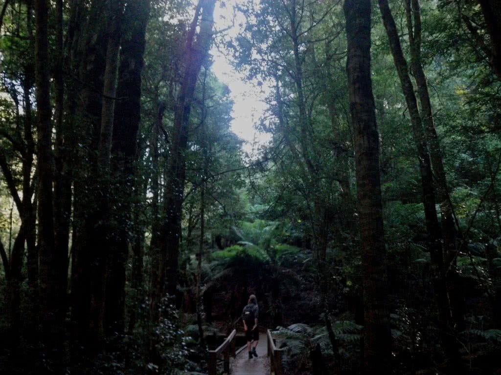 Last Day of Summer, Wirrawilla Rainforest and Myrtle Gully, Toolangi, Victoria, Aidan Kempster, canopy, dark
