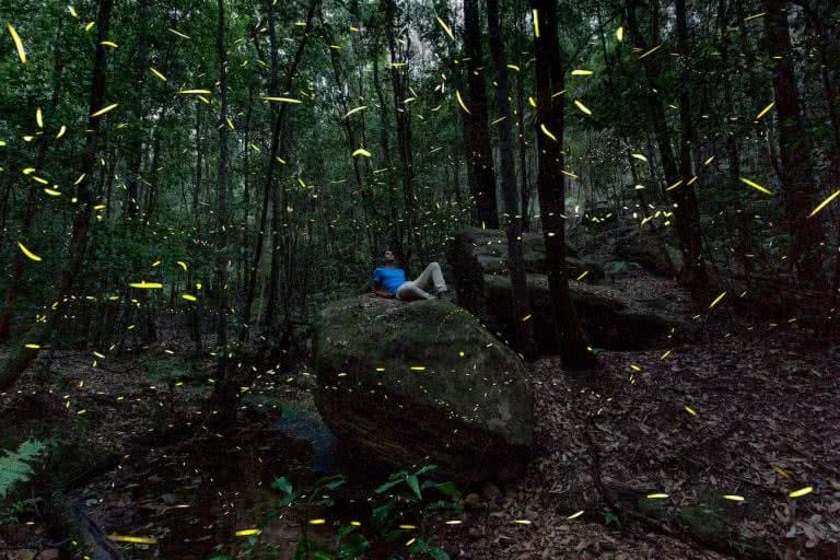 Watch Fireflies At Twilight In The Blue Mountains