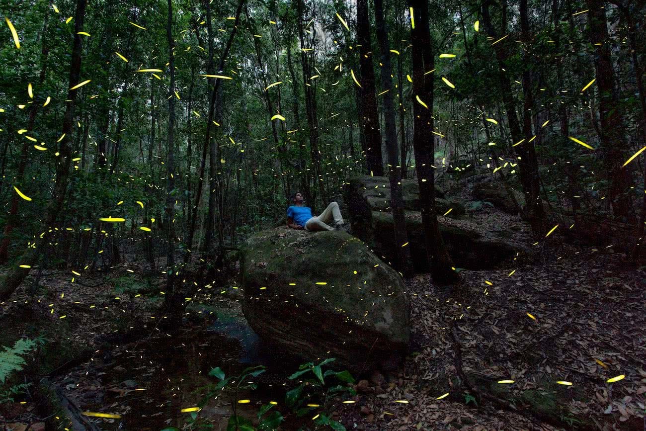 Joel Johnsson, Fireflies Blue Mountains NSW Joel Johnsson, bugs, long exposure, man, bush, forest
