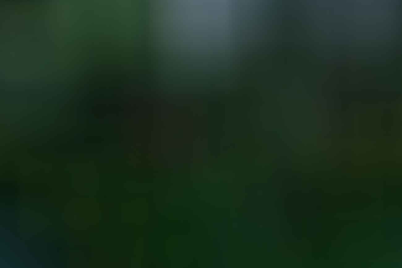 Joel Johnsson, Fireflies Blue Mountains NSW Joel Johnsson, bugs, long exposure, man, bush, forest, ferns