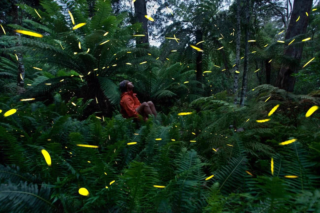 Joel Johnsson, Fireflies Blue Mountains NSW Joel Johnsson, bugs, long exposure, man, bush, forest, ferns