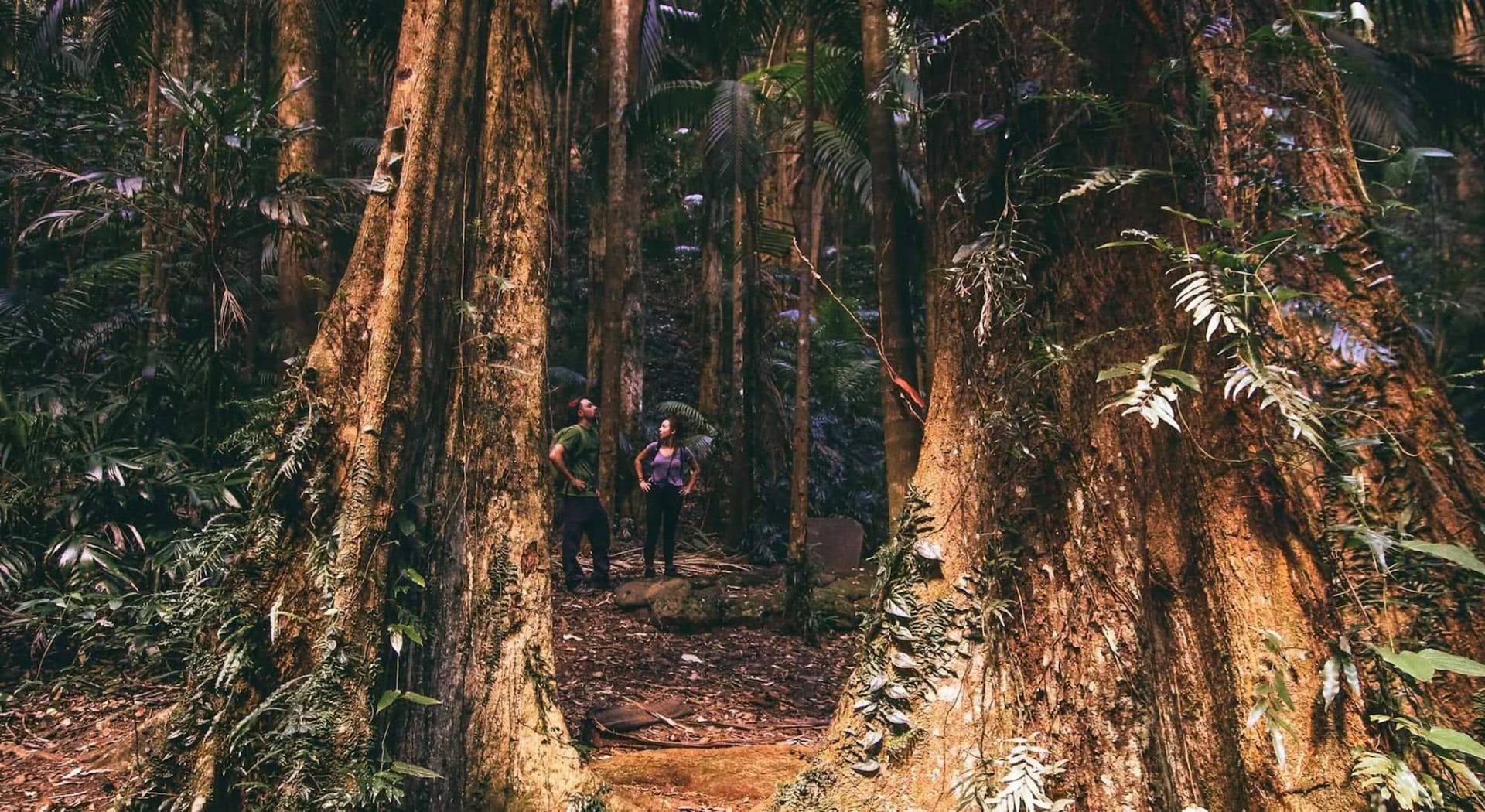 Lamington National Park - Microadventure Combo (QLD) Lisa Owen Scout Hinchliffe rainforest Westray's Grave