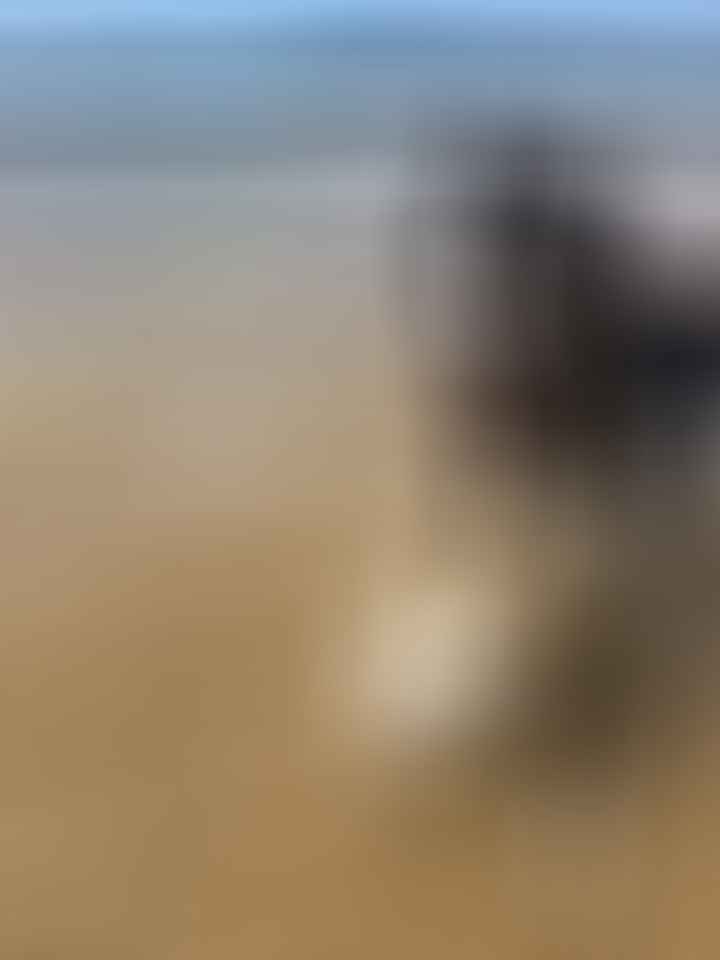 tom darley, maggie the dog, water, beach, dog friendly walks