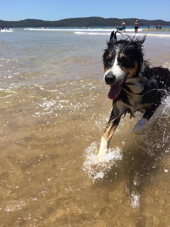 tom darley, maggie the dog, water, beach, dog friendly walks