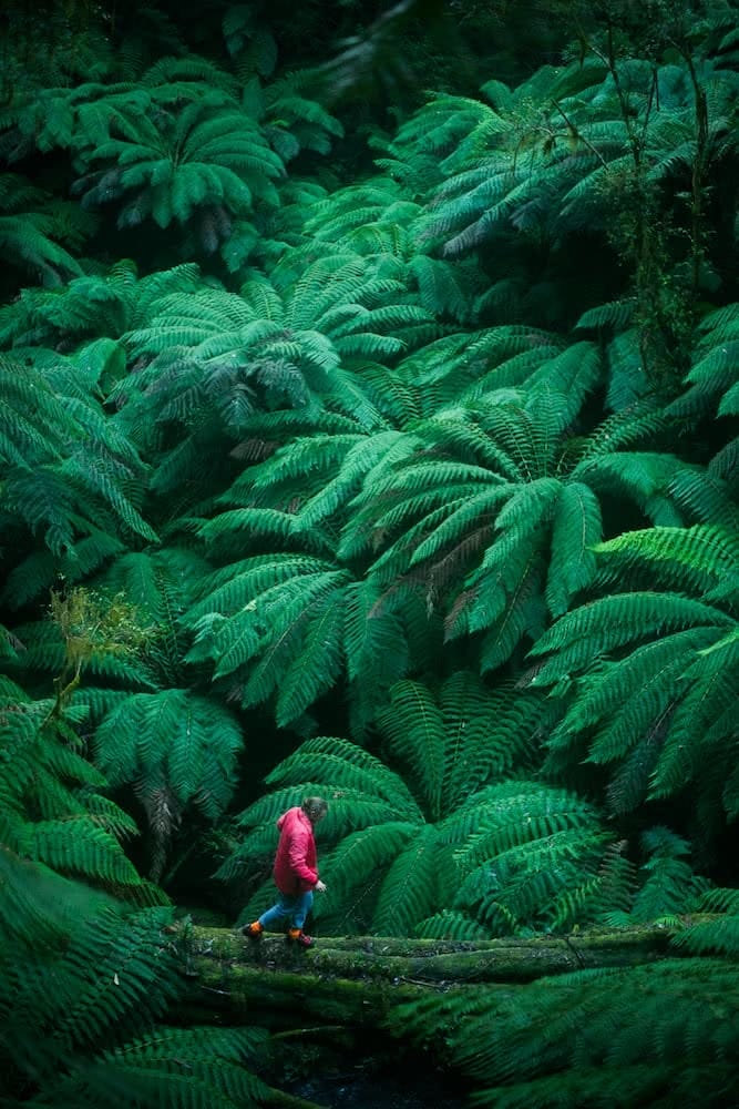Lachie Thomas Tarra-Bulga Tarra Valley Victoria multi-day hikes 