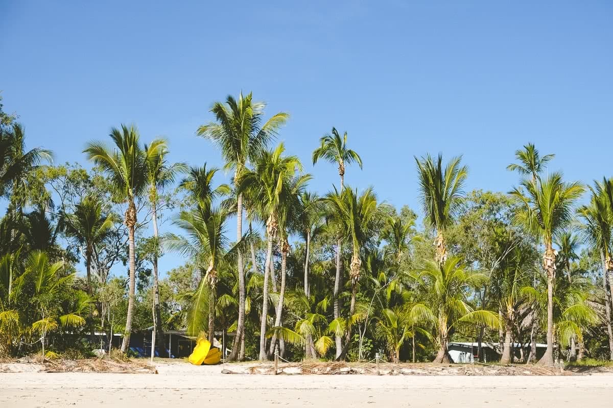 Brenton and Grace Keller Keppel Islands QLD palm tree beach