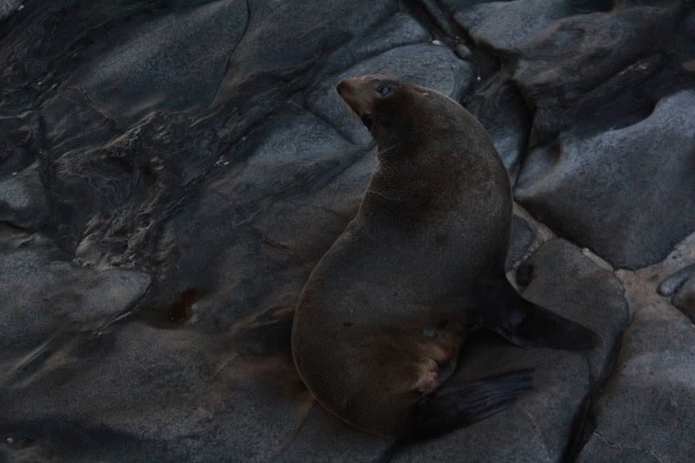 Pioneer Australia's Epic New Trail // Kangaroo Island Wilderness Trail (SA), Saphira Schroers, baby seal, animal, rocks, damp
