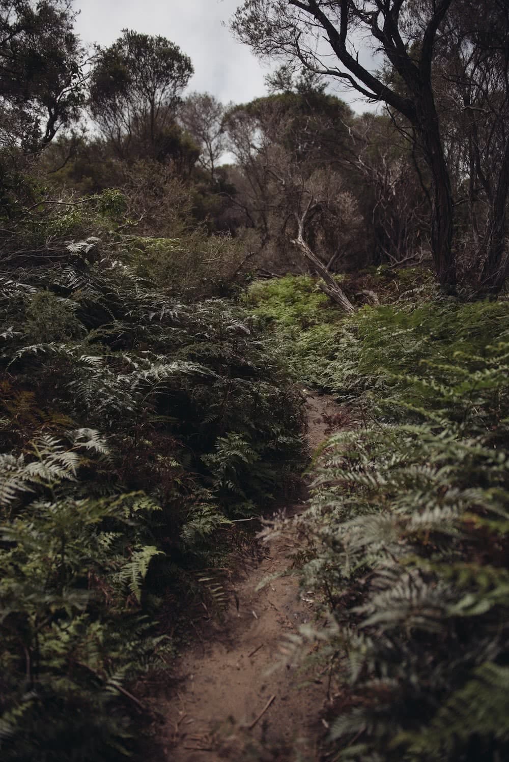 Adrian Mascenon adventuring alone rainforest