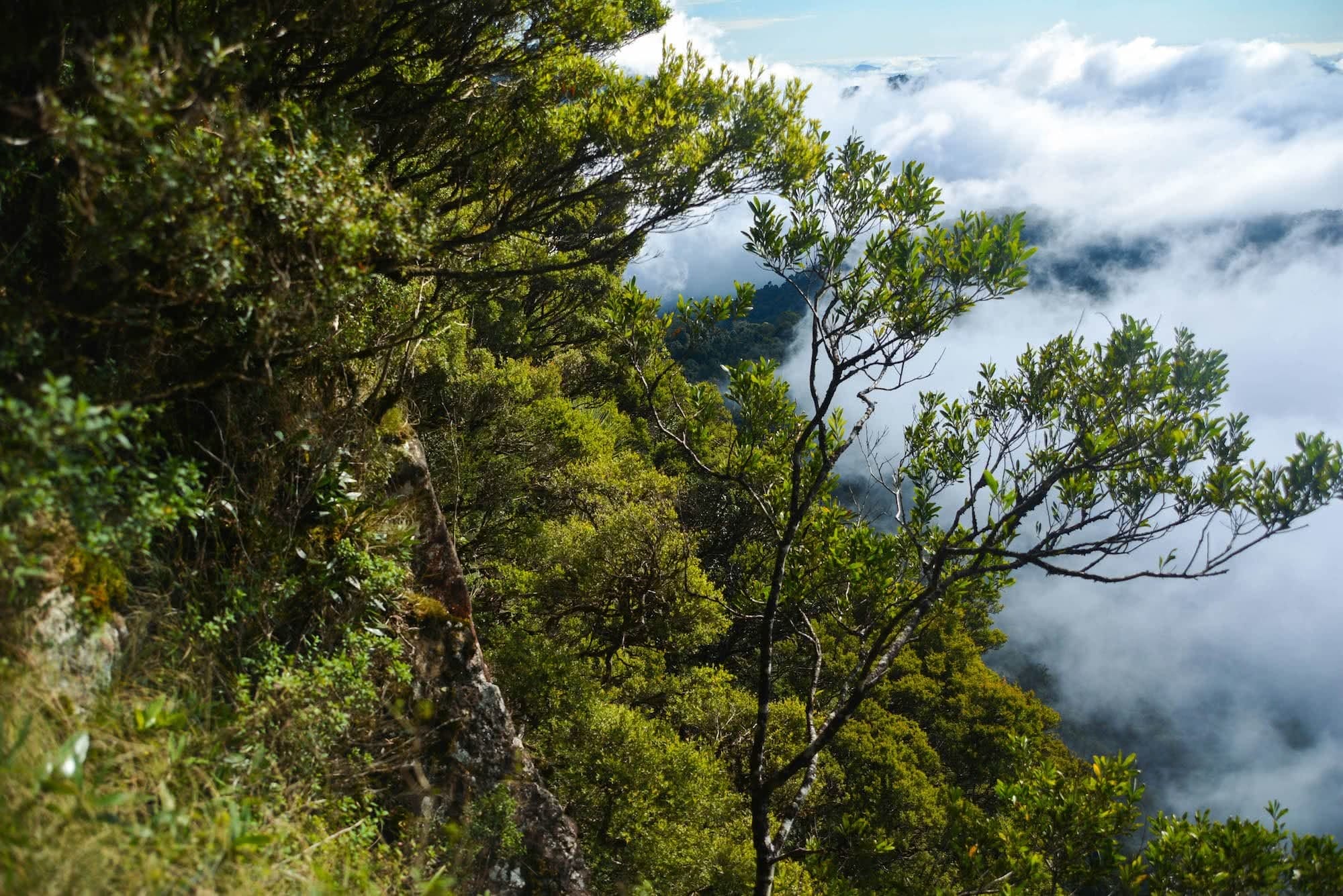 Lisa Owen Wilson's Peak QLD Queensland viewpoint