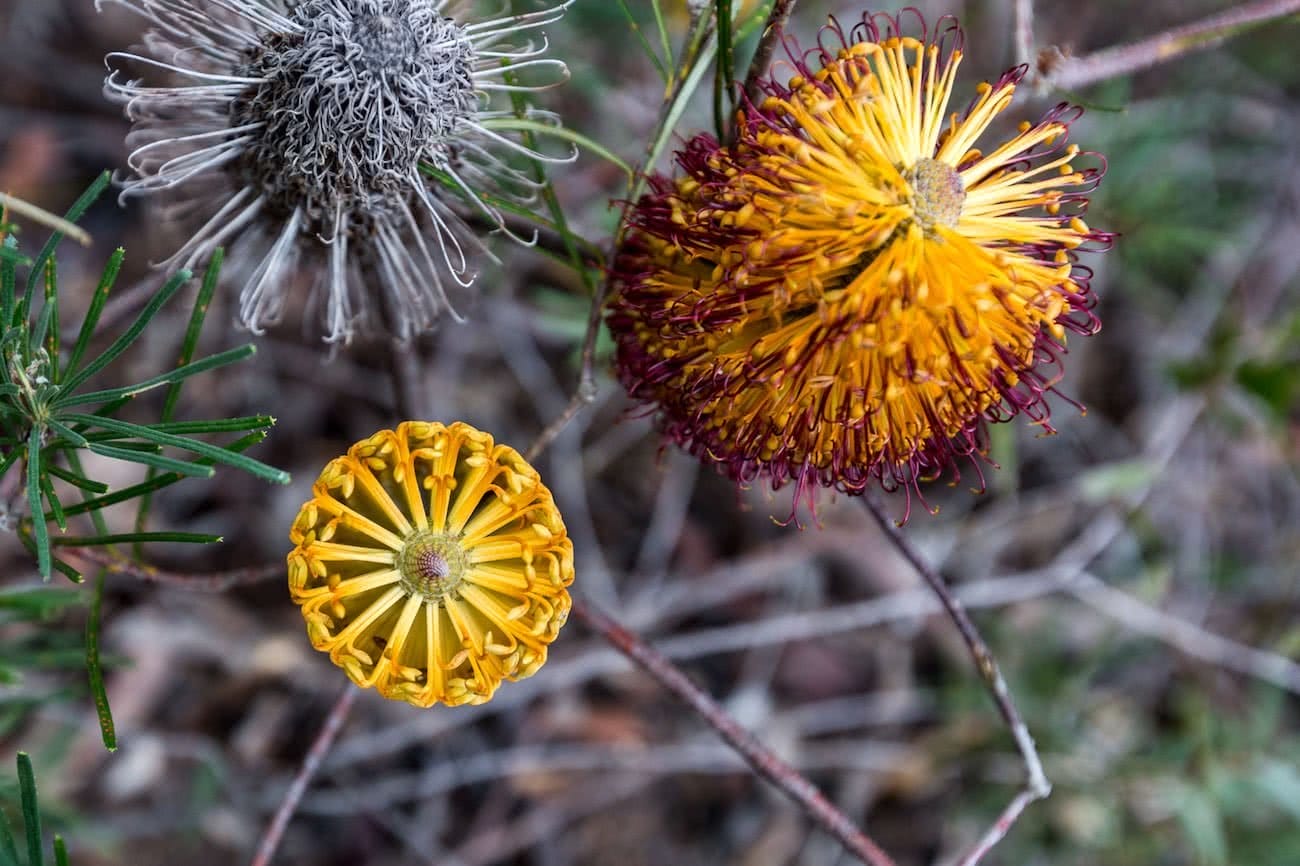 Jon Harris, Forests, photo essay, track, banksia, flowers, native