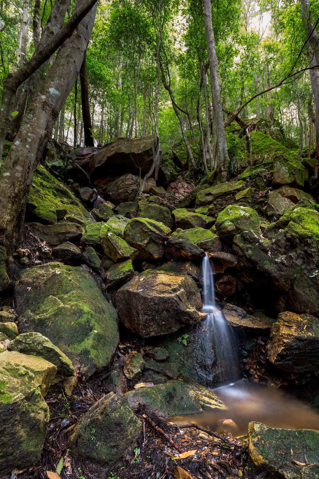 Jon Harris, Forests, photo essay, track, waterfall creek