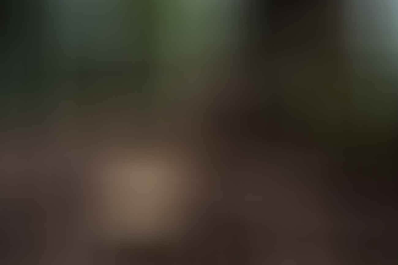 Jon Harris, Forests, photo essay, track, mushroom