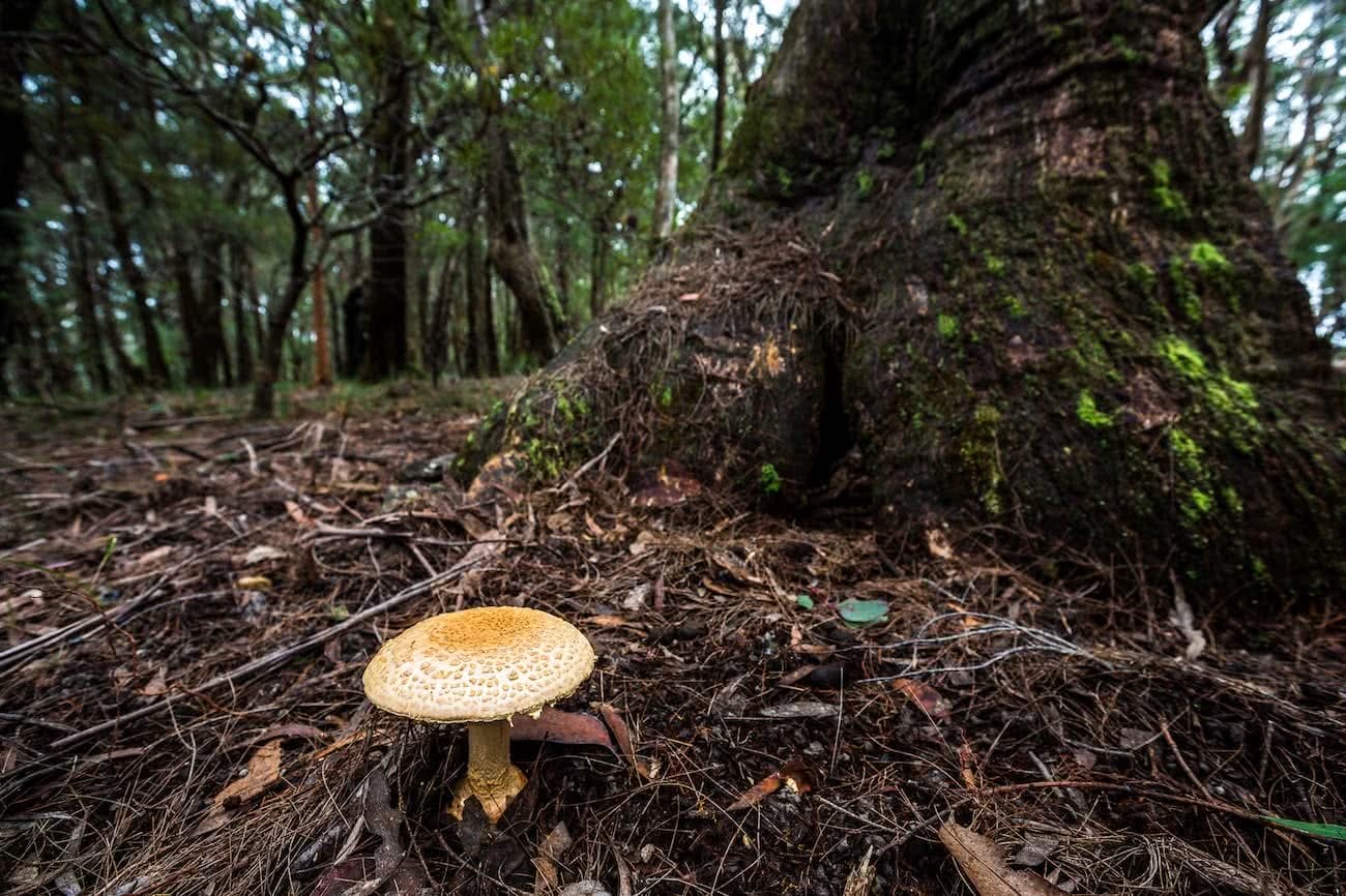 Jon Harris, Forests, photo essay, track, mushroom