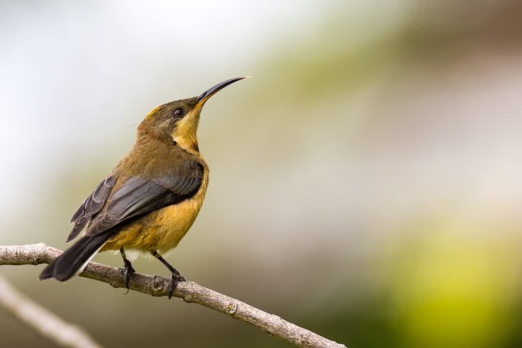 Jon Harris, Eastern Spinebill, bird, pollen, forest