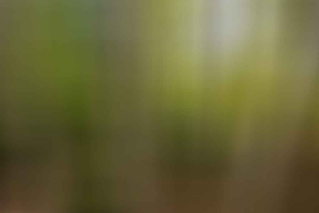 Jon Harris, Sweden, Mushrooms, scandinavia, forest