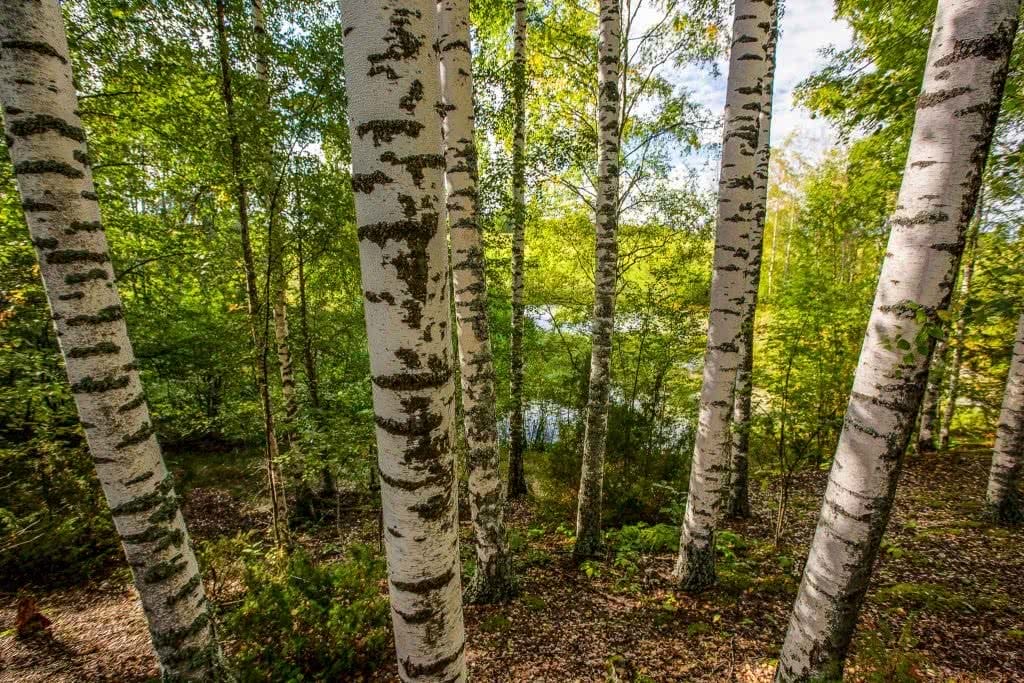 Jon Harris, Sweden, Mushrooms, scandinavia, forest