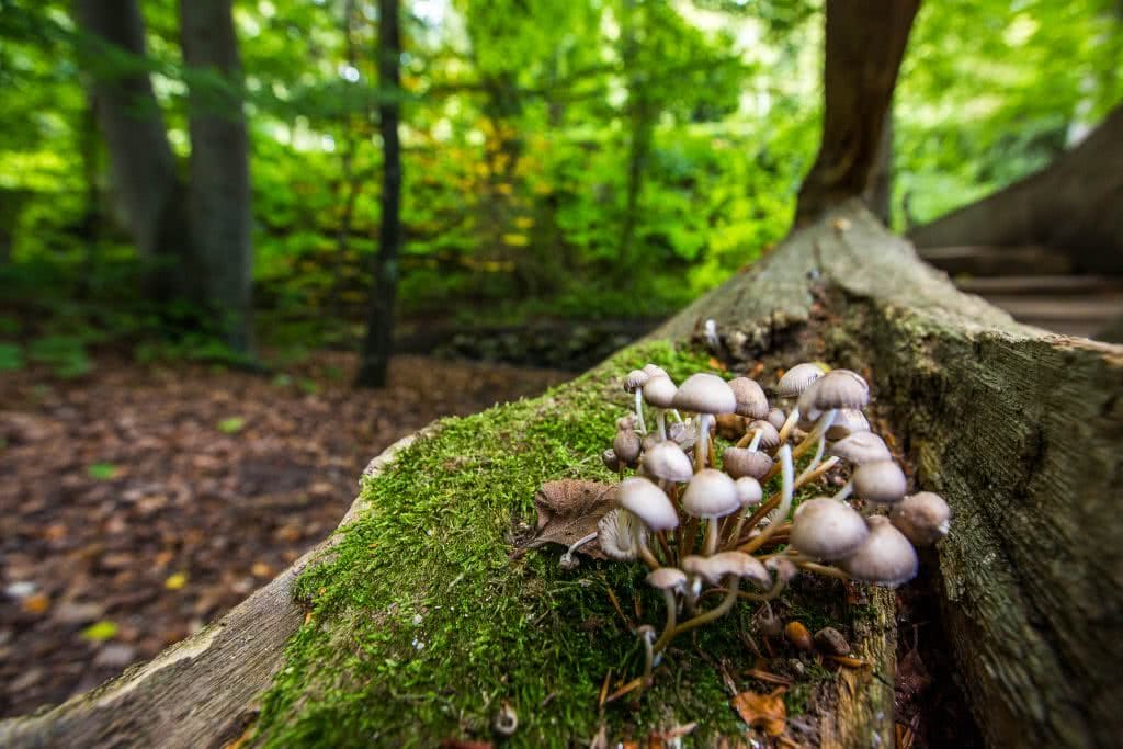 Jon Harris, Sweden, Mushrooms, scandinavia, forest