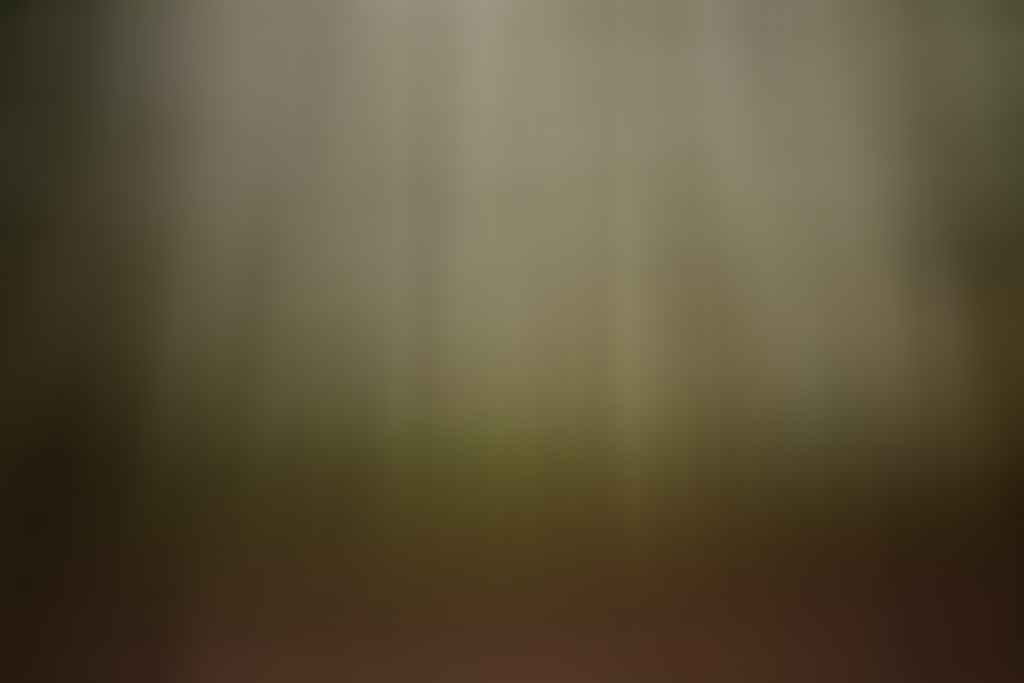 Jon Harris, Sri Lanka, Eucalypts, gume trees, ella rock, forest