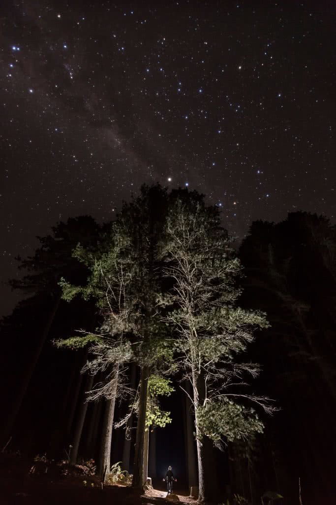Jon Harris, Sugarpines Walk, Bago State Forest, pine trees, astrophotography, night