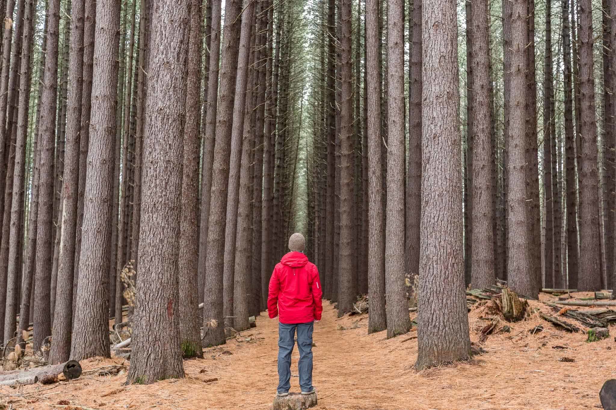 Jon Harris, Sugarpines Walk, Bago State Forest, pine trees