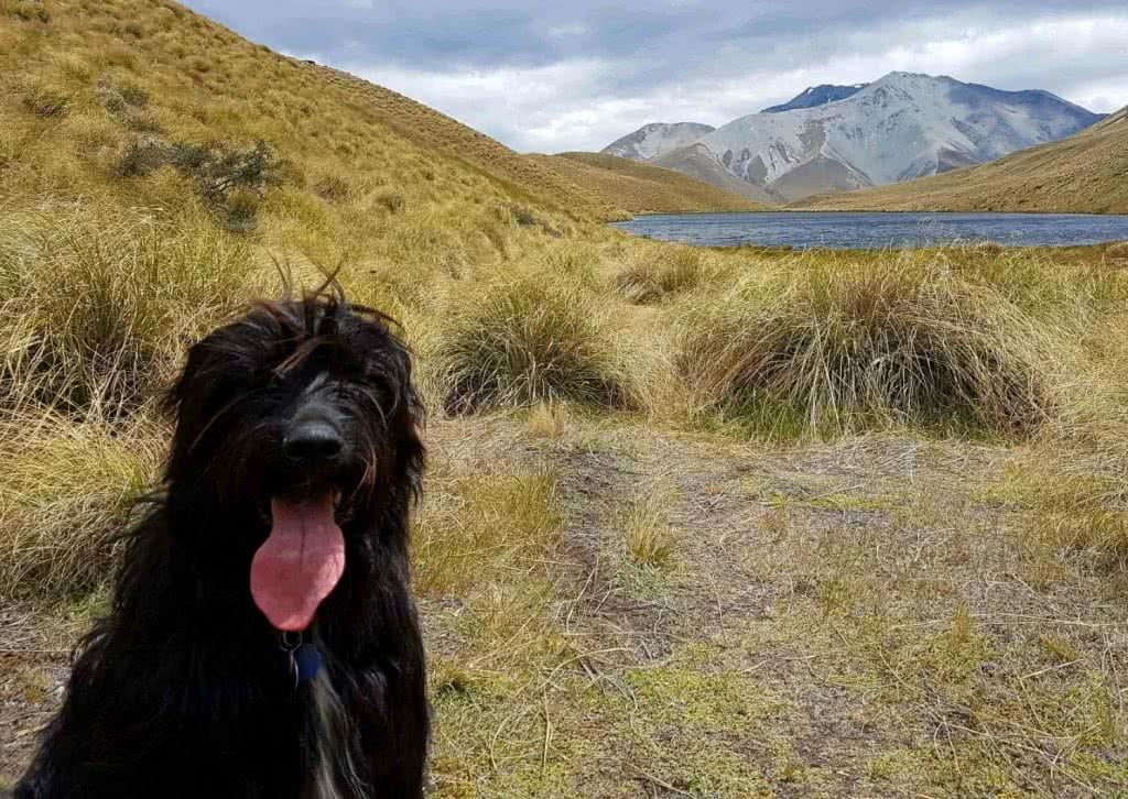 Oshy Dog Tails Hakatere Conservation Park Oshy At Mystery Lake Ian Middleton, trail, mountains, dog, lake
