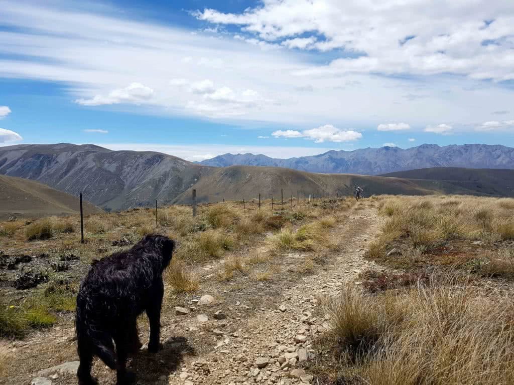 Oshy Dog Tails Hakatere Conservation Park Oshy on the Trail To Mystery Lake Ian Middleton, trail, dog, mountains, blue sky