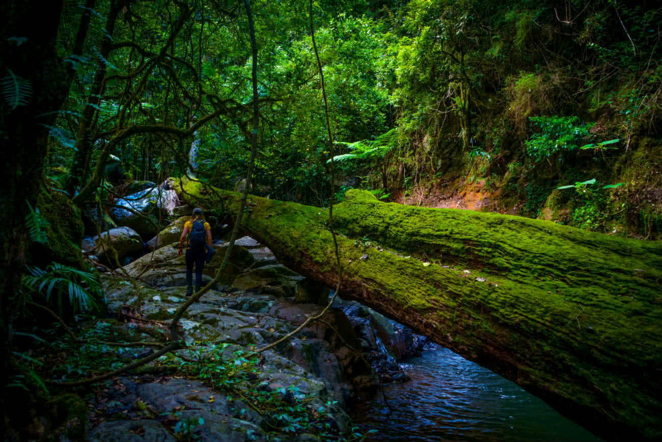 WAE_ChallengingHikes_StinsonTrail Lisa Owen Top 5 Challenging Hikes Brisbane, log, rainforest, green, hiker, fallen tree