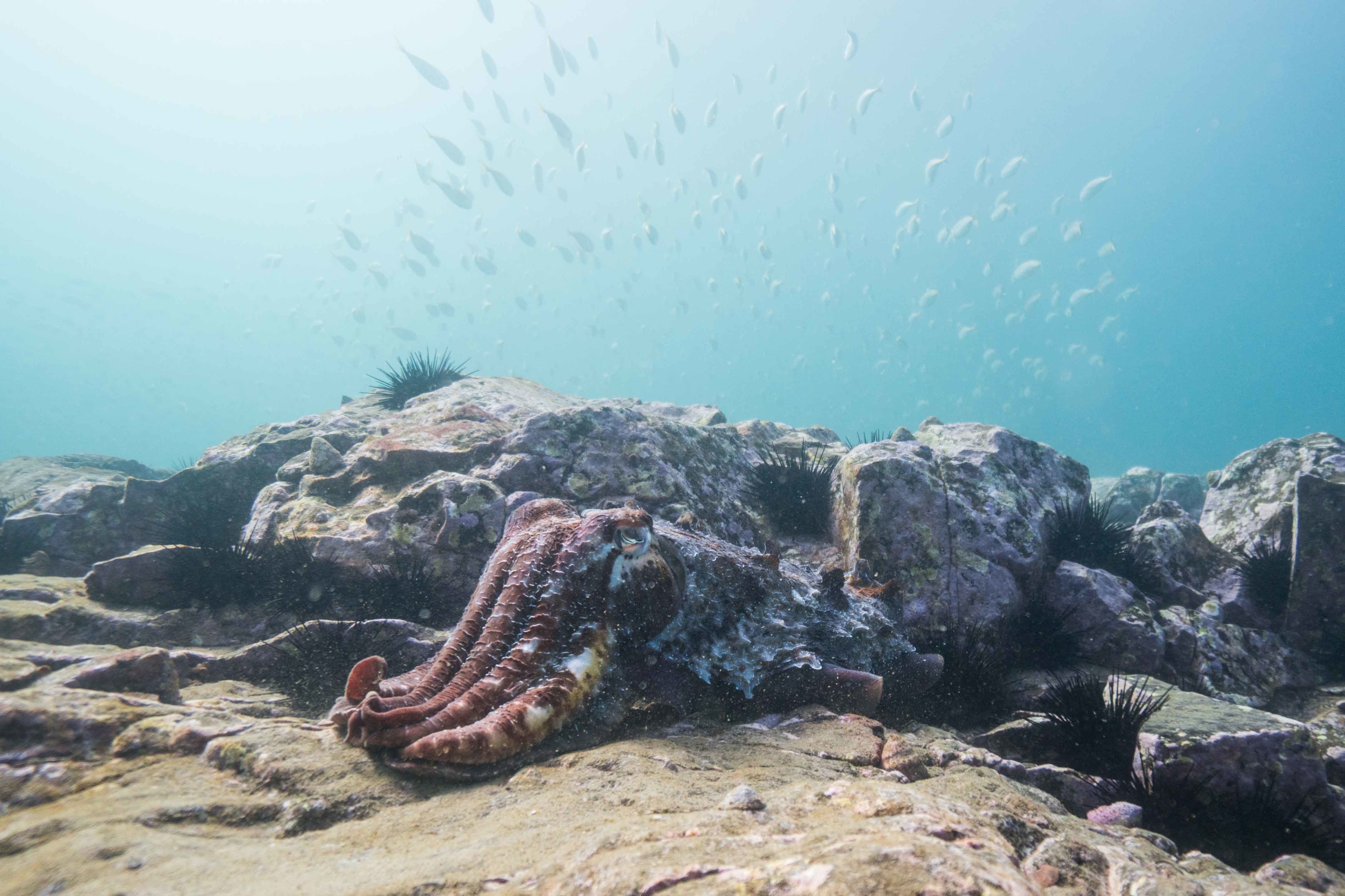 We Are Freedivers Startup Guide To Freediving Mitchell Scanlan-Bloor, seaweed, chasm, ocean, underwater, octopus, fish, rocks, sand, hero