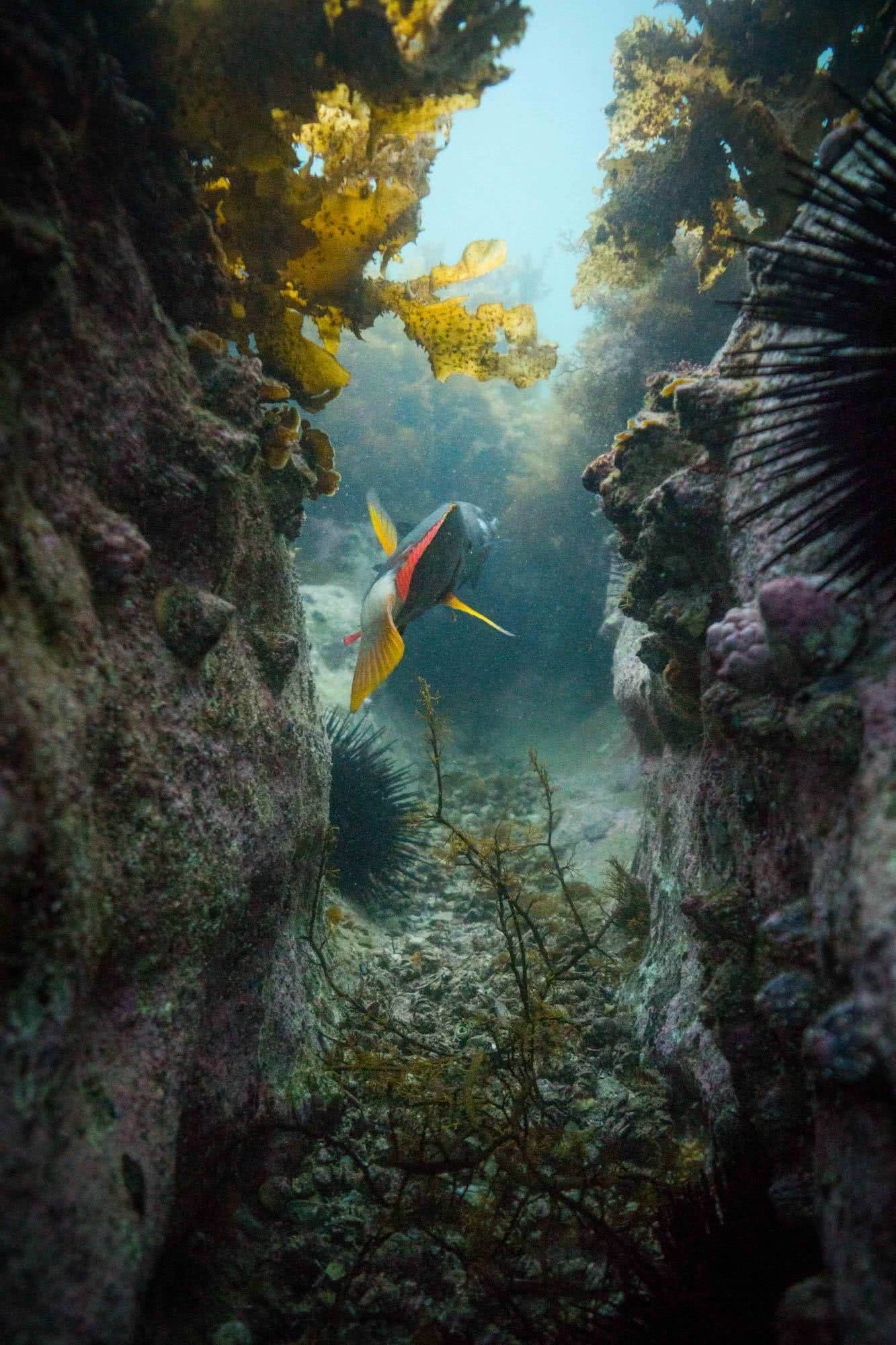 We Are Freedivers Startup Guide To Freediving Mitchell Scanlan-Bloor, seaweed, underwater, fish, coral