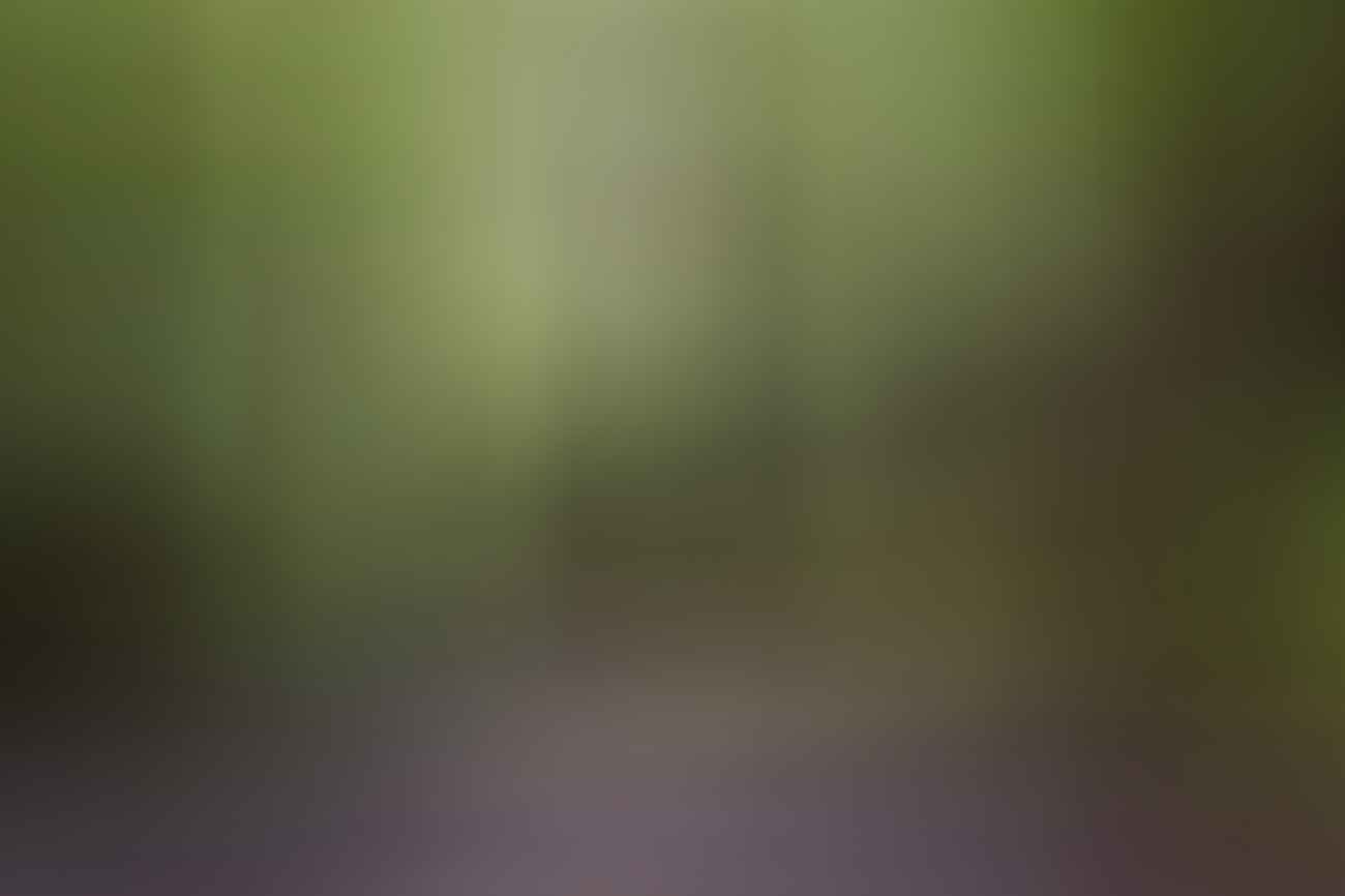 Jon Harris, Forests, photo essay, track
