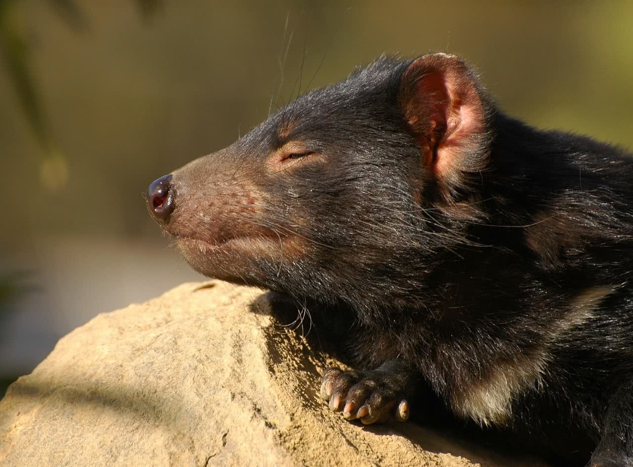 tony britt-lewis, pet tasmanian devils, conservation, environment, cute, animal