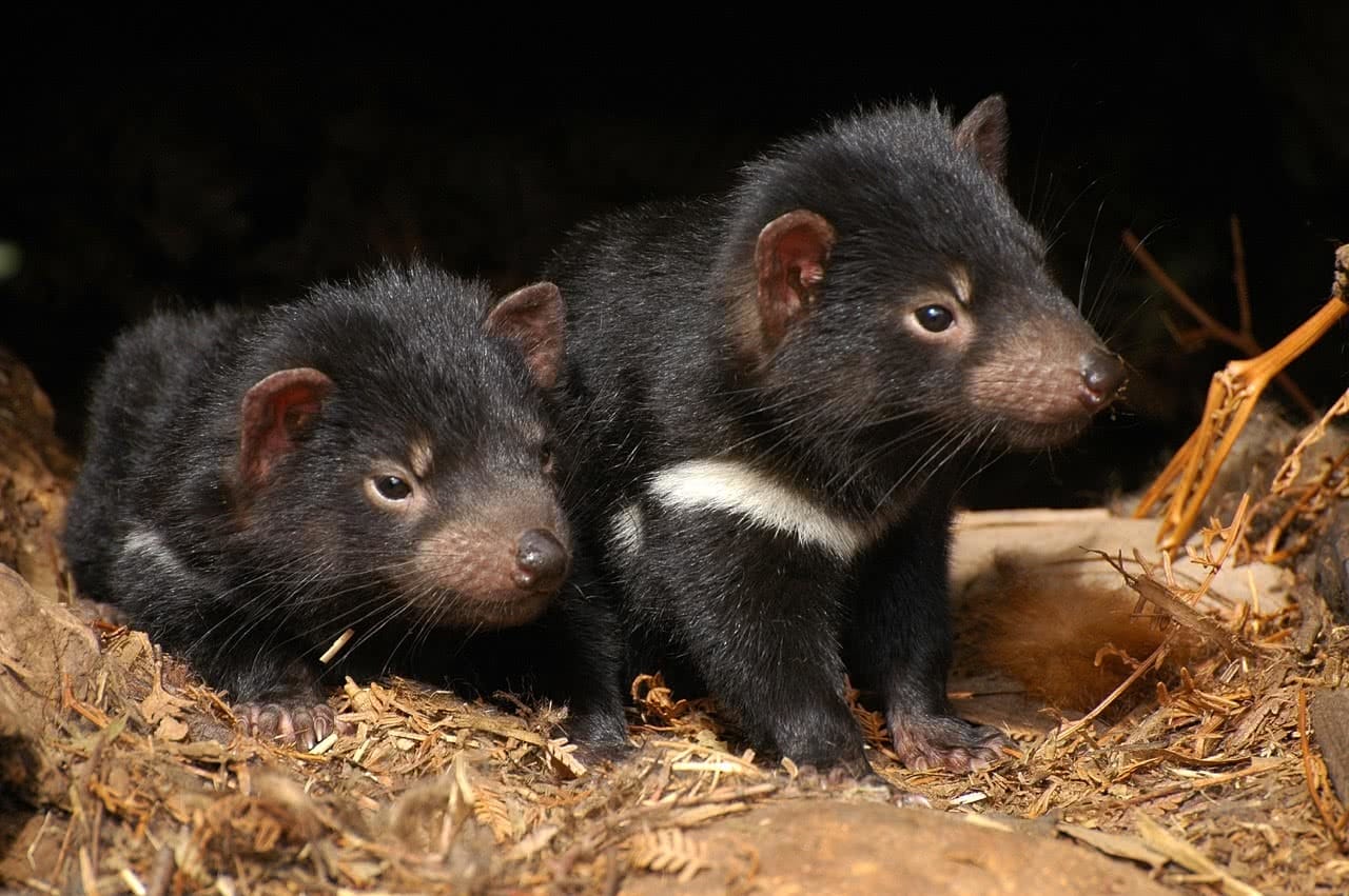 tony britt-lewis, pet tasmanian devils, conservation, environment, cute, animal