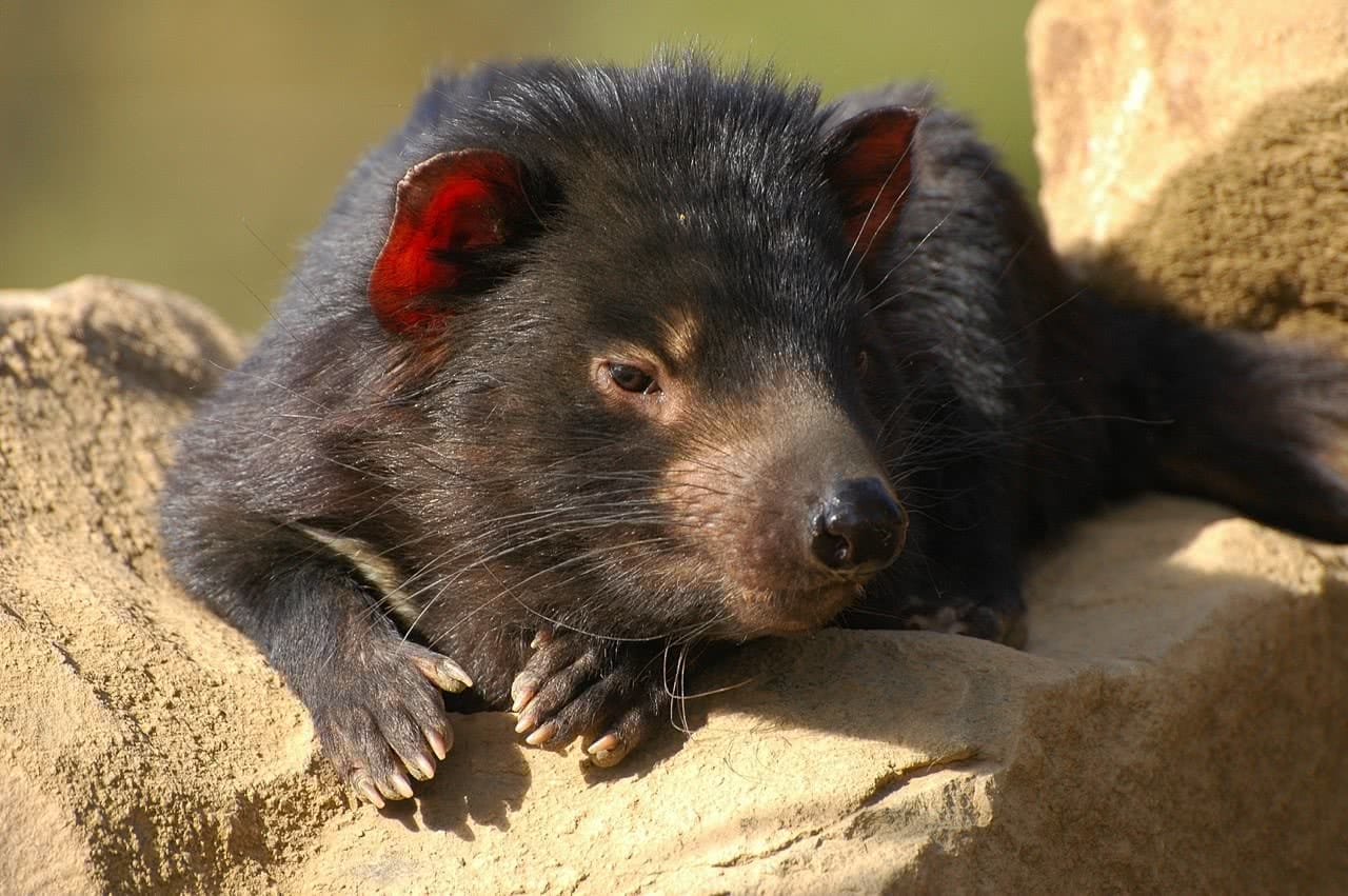 tony britt-lewis, pet tasmanian devils, conservation, environment, cute, animal