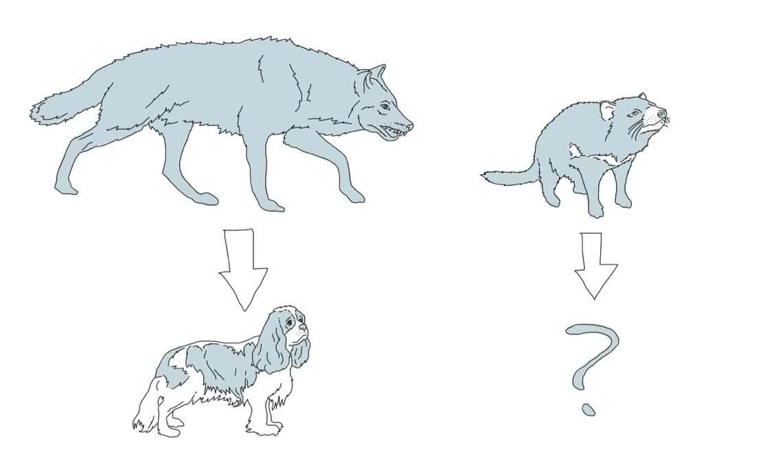 Tassie Devils Article Drawing, domestication