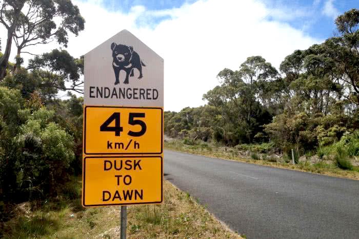 pet tasmanian devils, article, conservation, zoo, street sign, tasmania