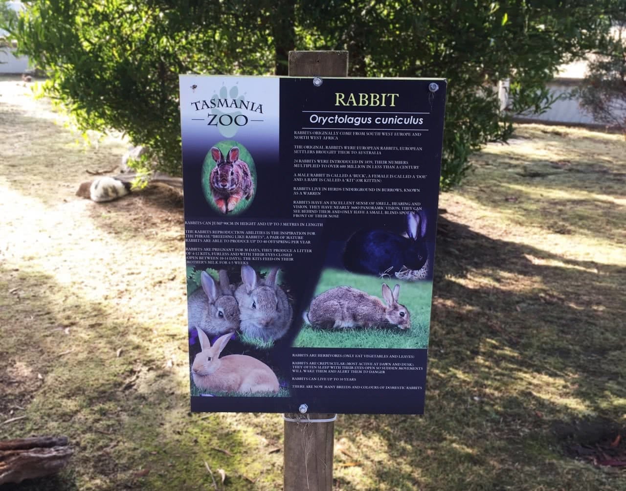 tasmania zoo, rabbit, sign