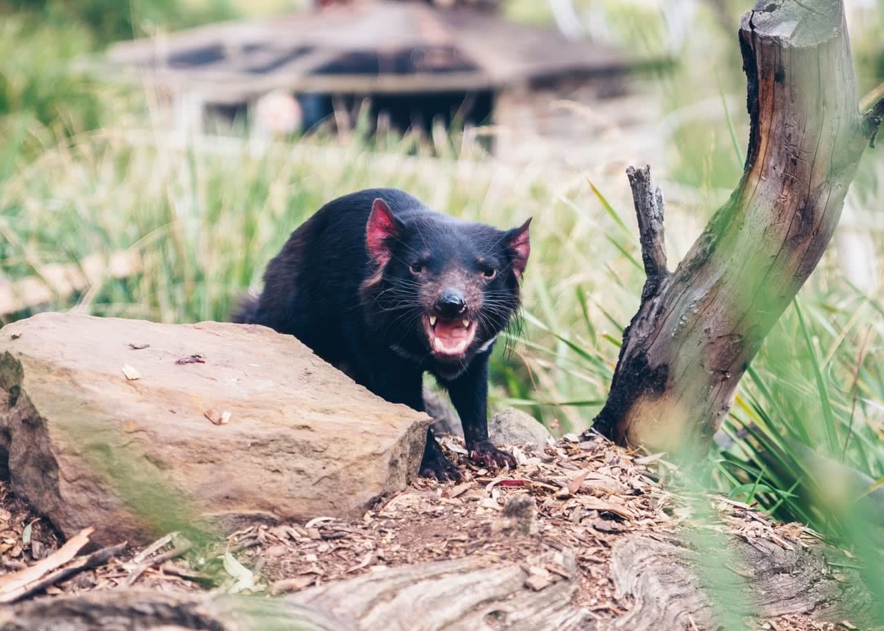 pet tasmanian devils, article, conservation, zoo