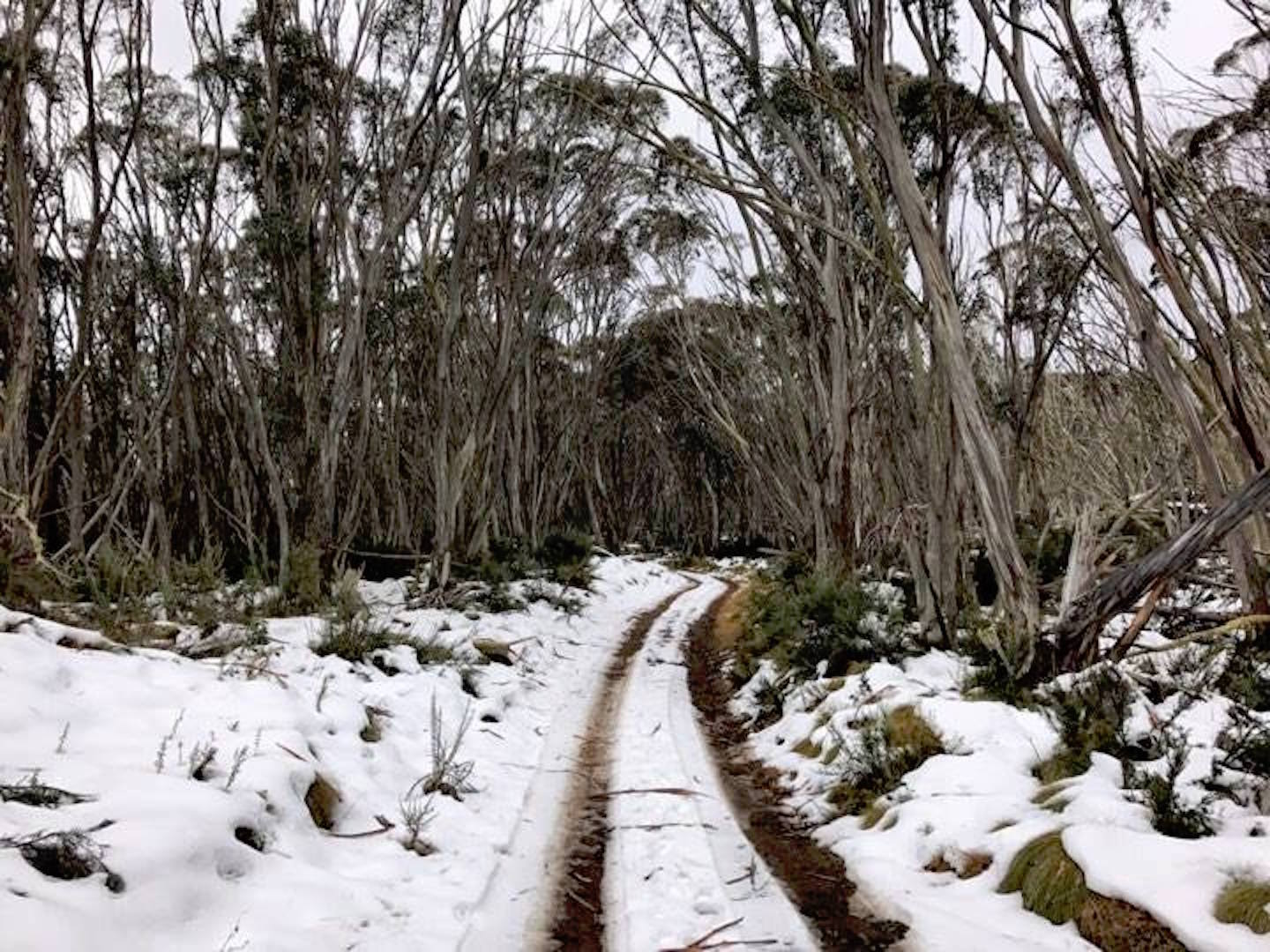 Pilot Wilderness Kosciusko National Park Snowy Track Tiffany Hulm, trail, snow, forest
