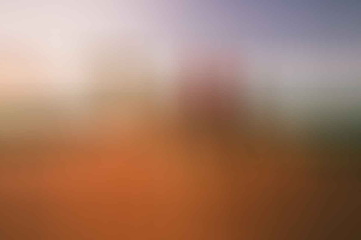 uluru camels mitch cox