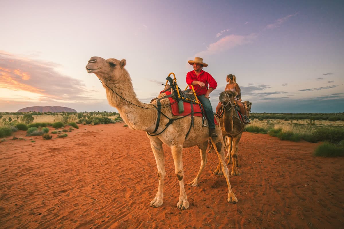 uluru camels mitch cox