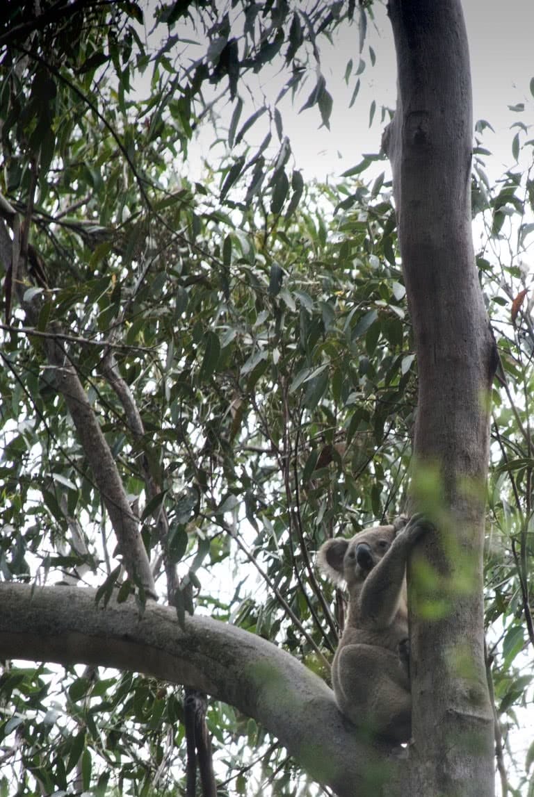 Koala Spotting at Smiths Creek Reserve, Smiths Creek Reserve, Matt Pearce, koala, spotting, bush, 10 walks near sydney you can reach by train, nsw