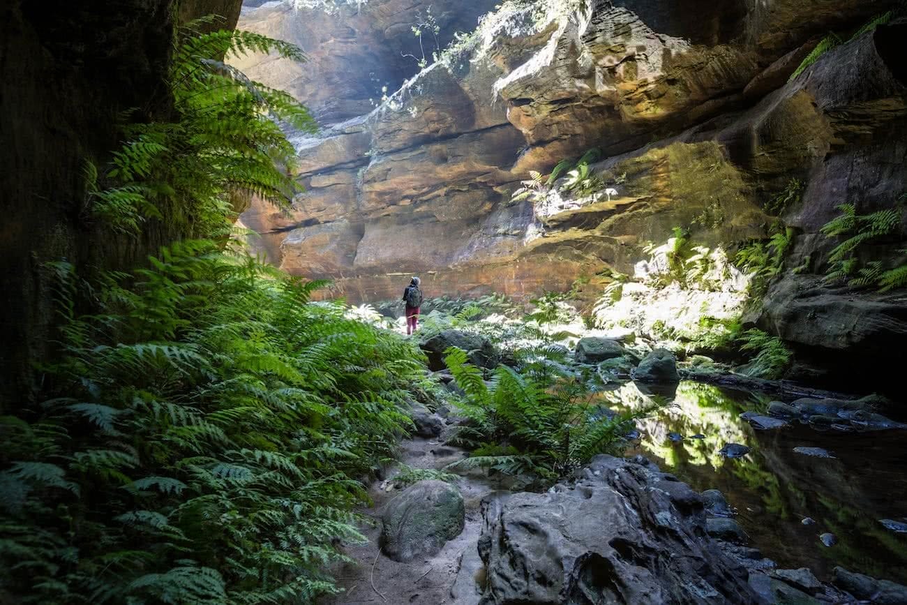 rachel dimond, grand canyon, blue mountain national park, rainforest