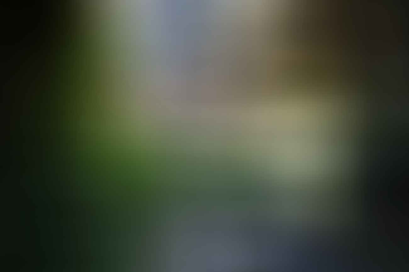 rachel dimond, grand canyon, blue mountain national park, rainforest