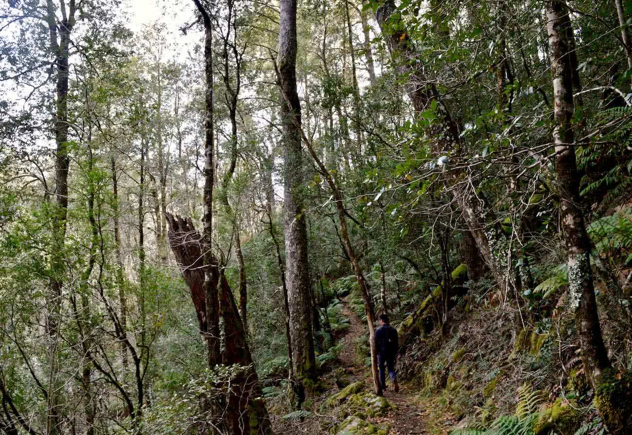 tim ashelford, gloucester tops circuit, rainforest, walk